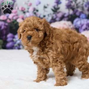 Teddy, Miniature Poodle Puppy